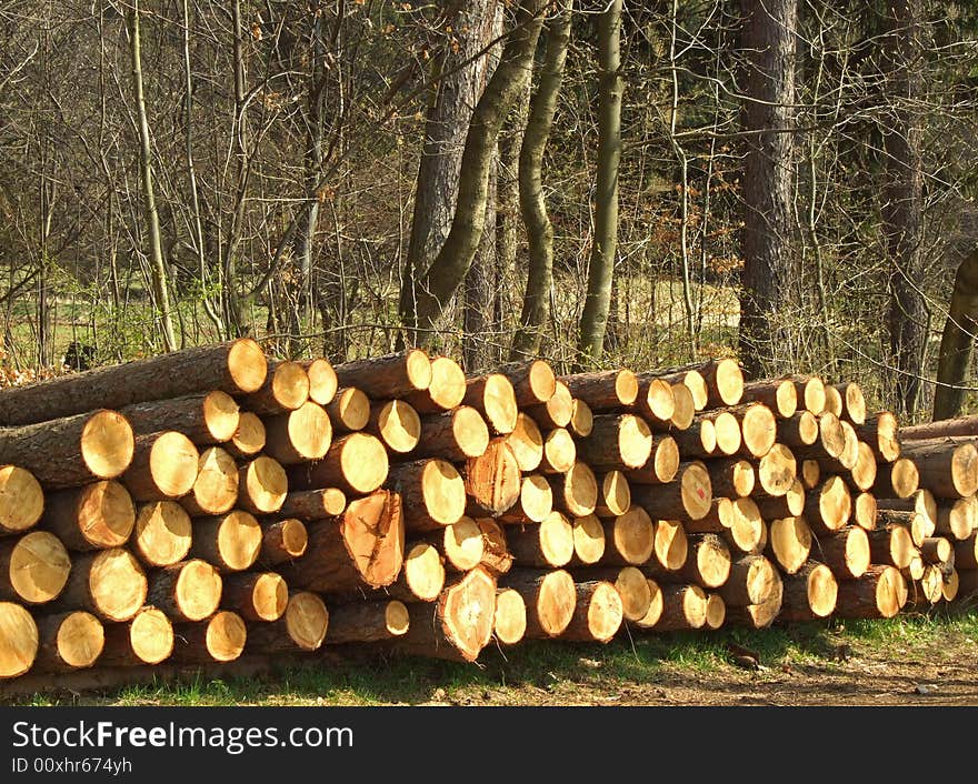 Pieces of wood in a forest