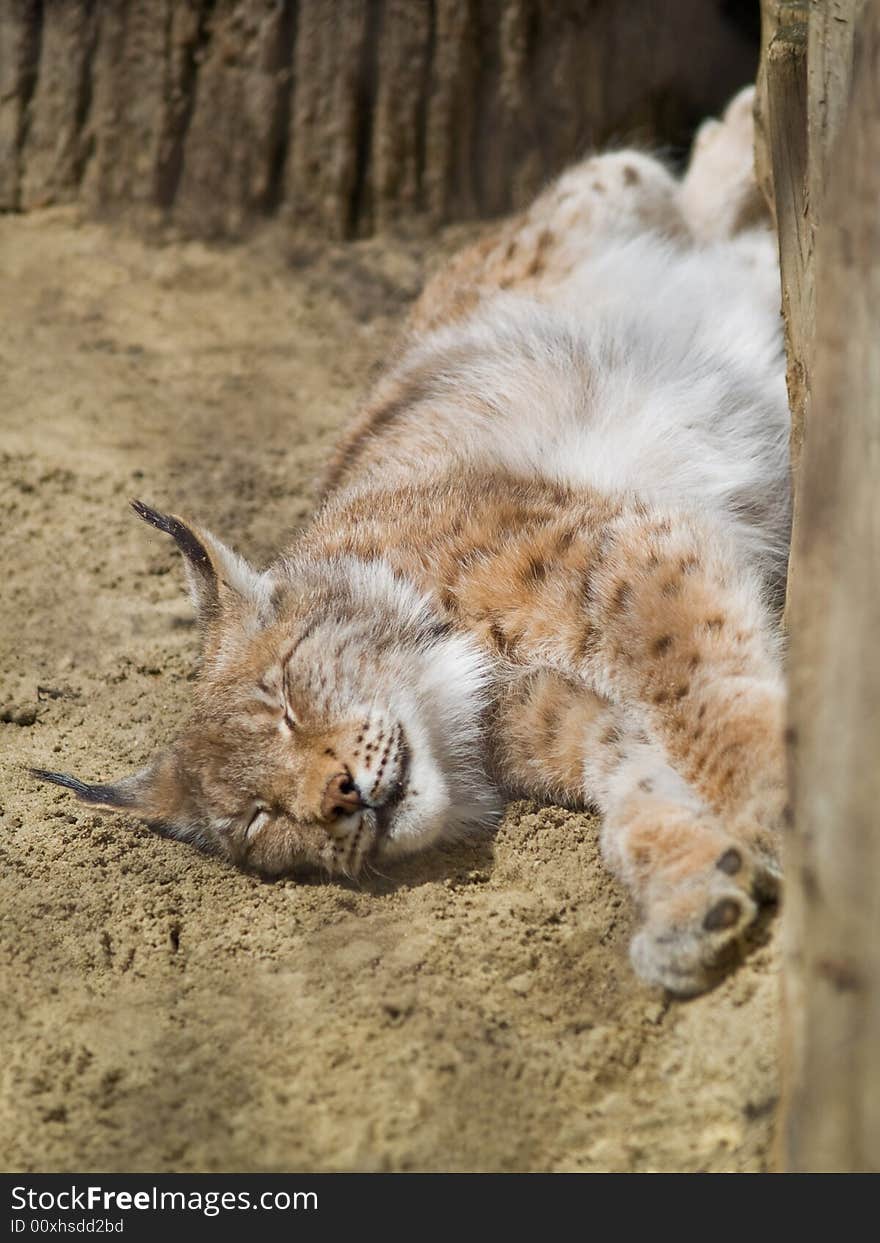 Sleepeng lynx