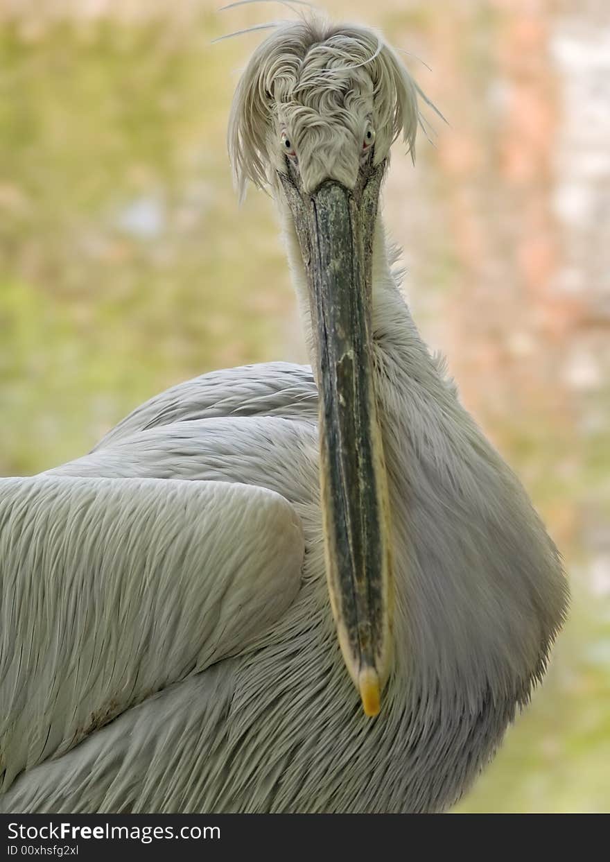 Curly pelican