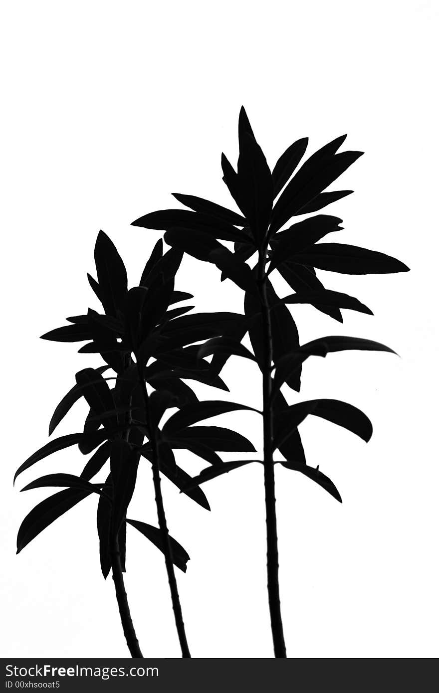 Black White Plant