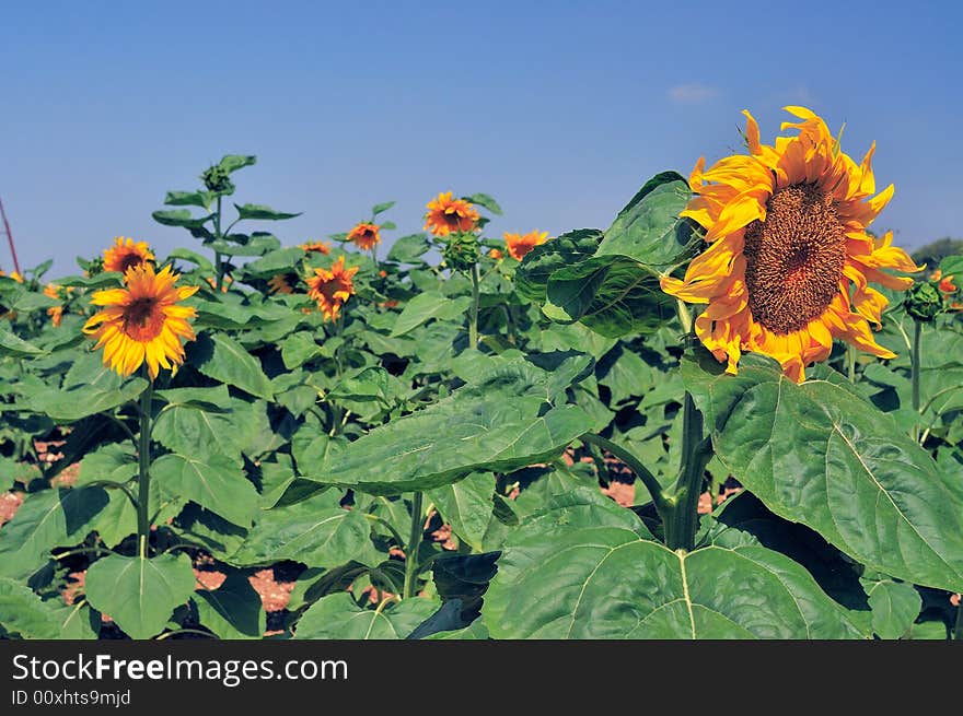 Sunflower