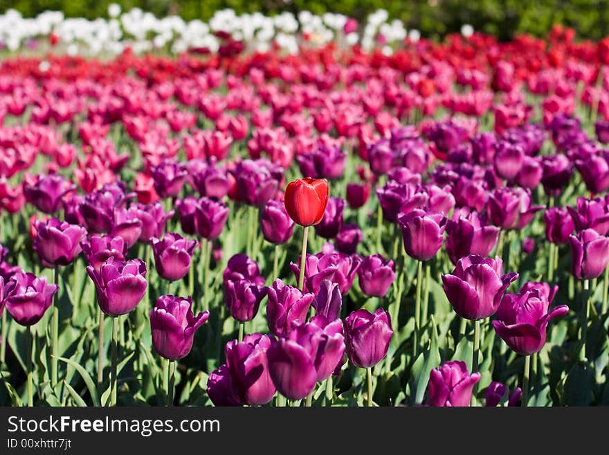 Field with violet tulipss with single red tulip in centre. Field with violet tulipss with single red tulip in centre