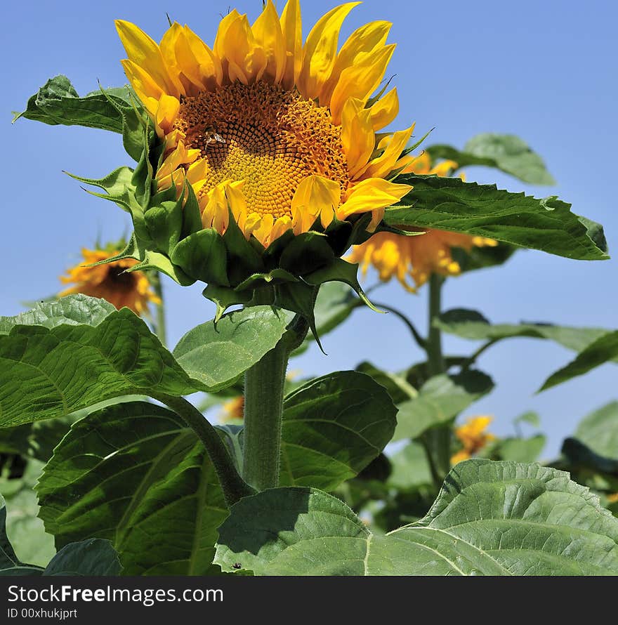 Sunflower