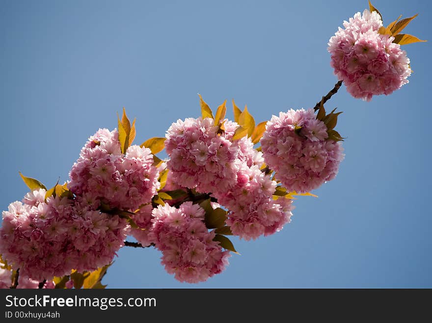 Blossomy bare stick of Sakura tree. Blossomy bare stick of Sakura tree.