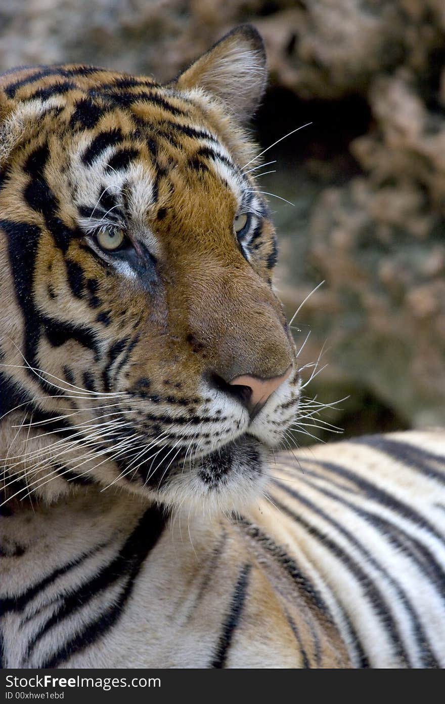 Close-up of the king of the jungle, big sumatran tiger