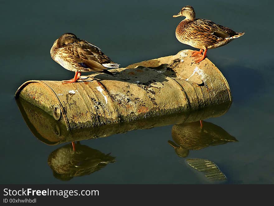 Duck on the old barell at river Sava