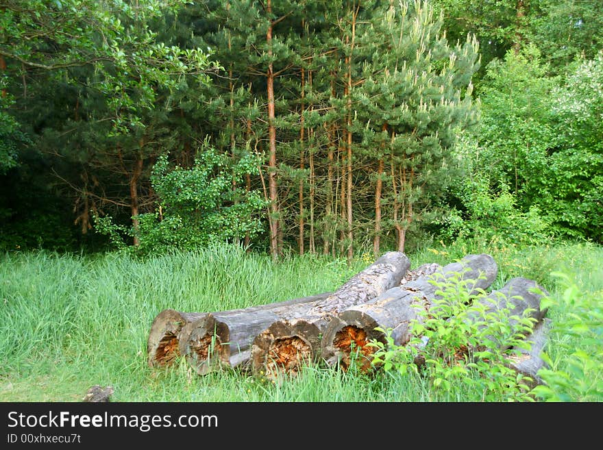 Beams and green pine forest on background