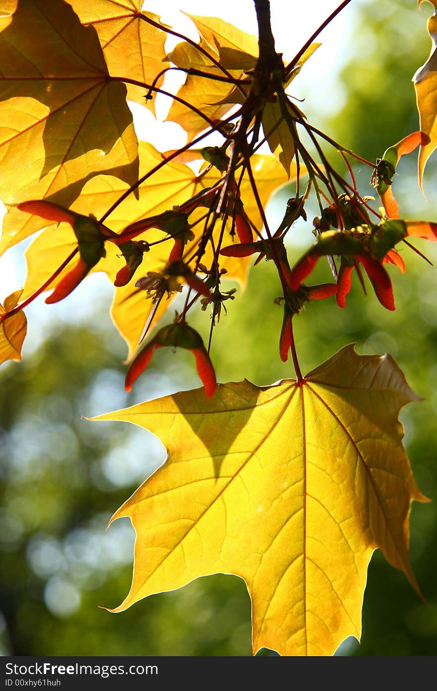 Orange autumn maple leaves for background