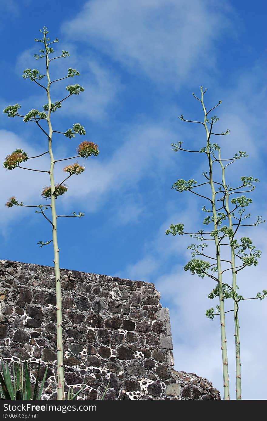 The Fort Wall