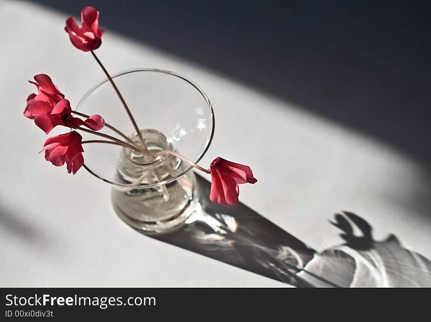 Pink flower on the glassy vase, top view