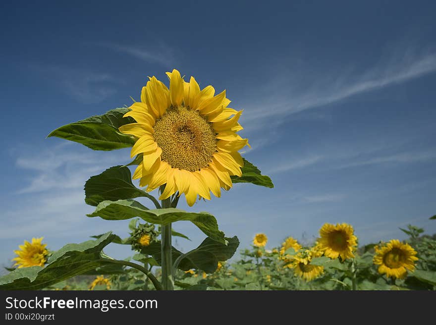 Beautiful sunflower in a field and cloudy blue sky. Beautiful sunflower in a field and cloudy blue sky