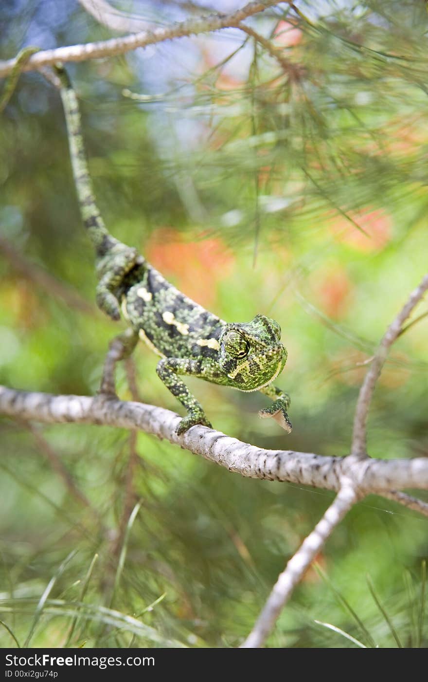 Green chameleon on a branch