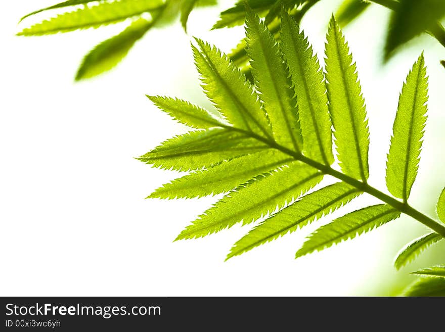 Fresh mountain ash leaves in forest