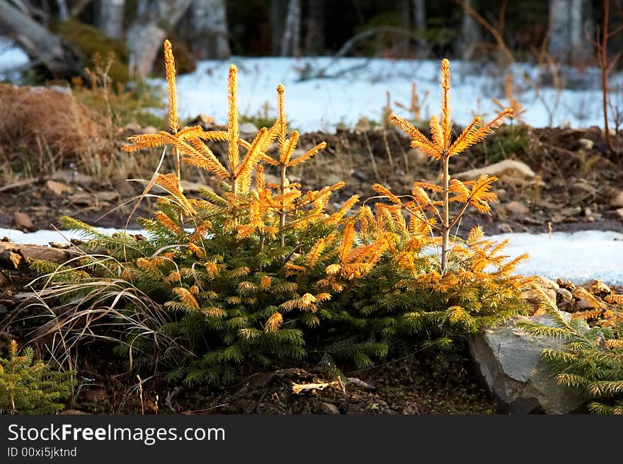 Small fir trees along side the road in the evening. Small fir trees along side the road in the evening