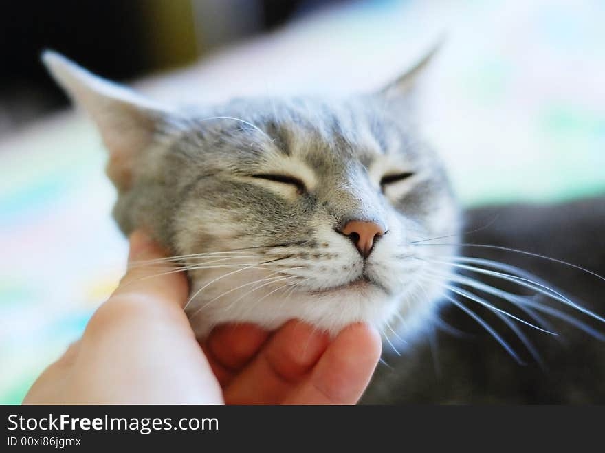 Beauty cute cat with closed eyes and human hand