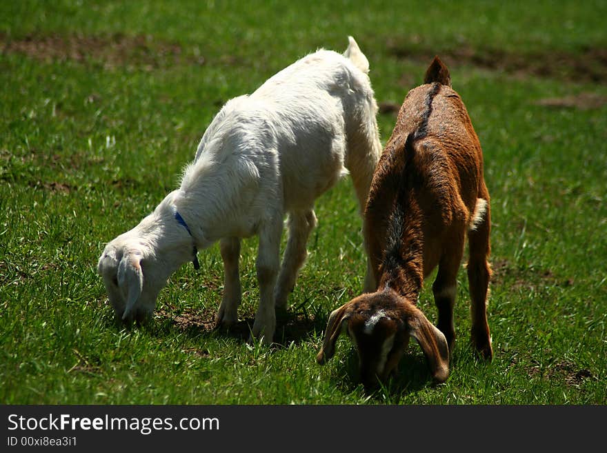 Nubian kid goats on spring pasture in Idaho. Nubian kid goats on spring pasture in Idaho