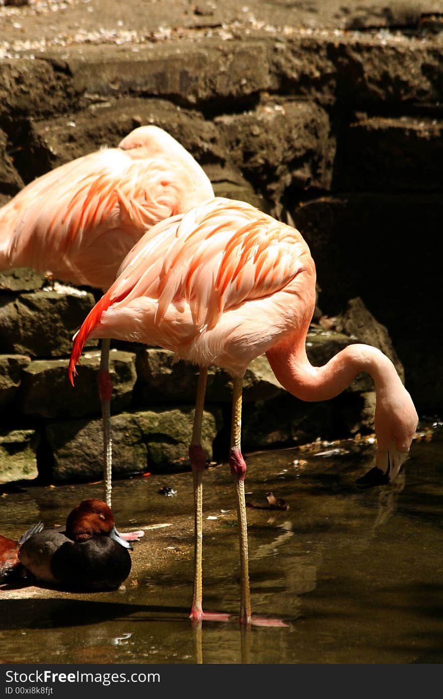 Standing Flamingo