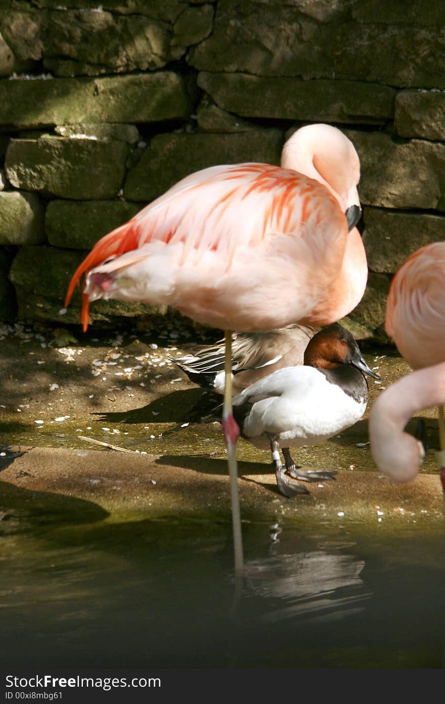 Single Flamingo