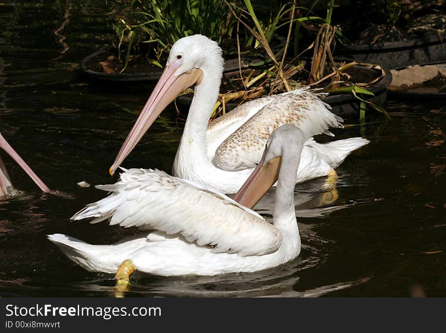 Two white water fowl swimming in a shallow pond. Two white water fowl swimming in a shallow pond