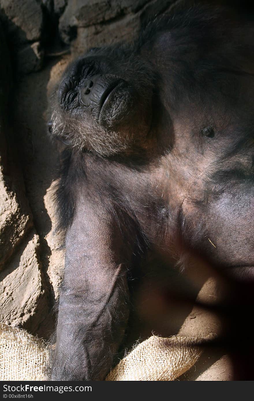 A black ape sound asleep against rocks. A black ape sound asleep against rocks