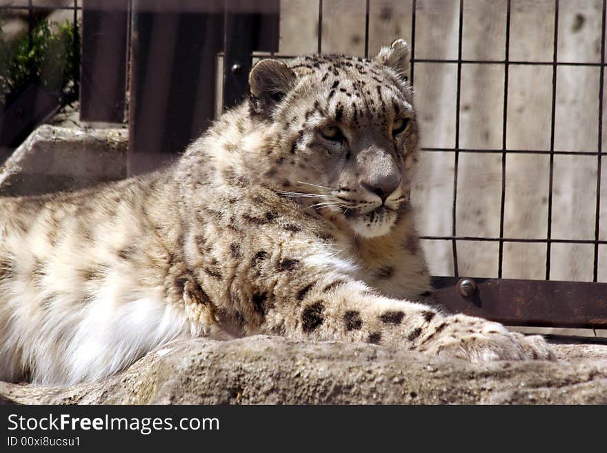 Snow leopard with black and white spots