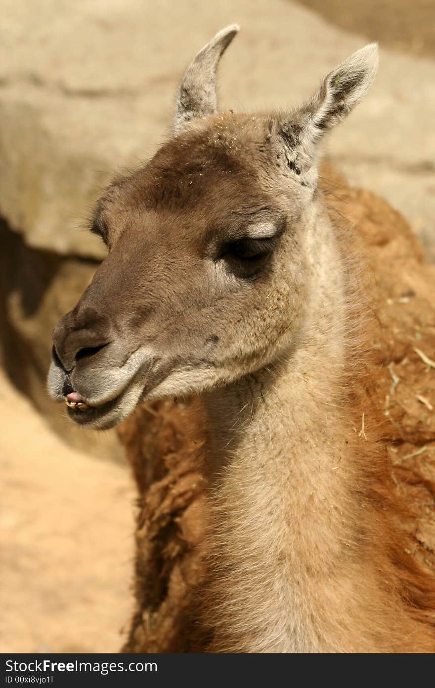 Smiling Llama