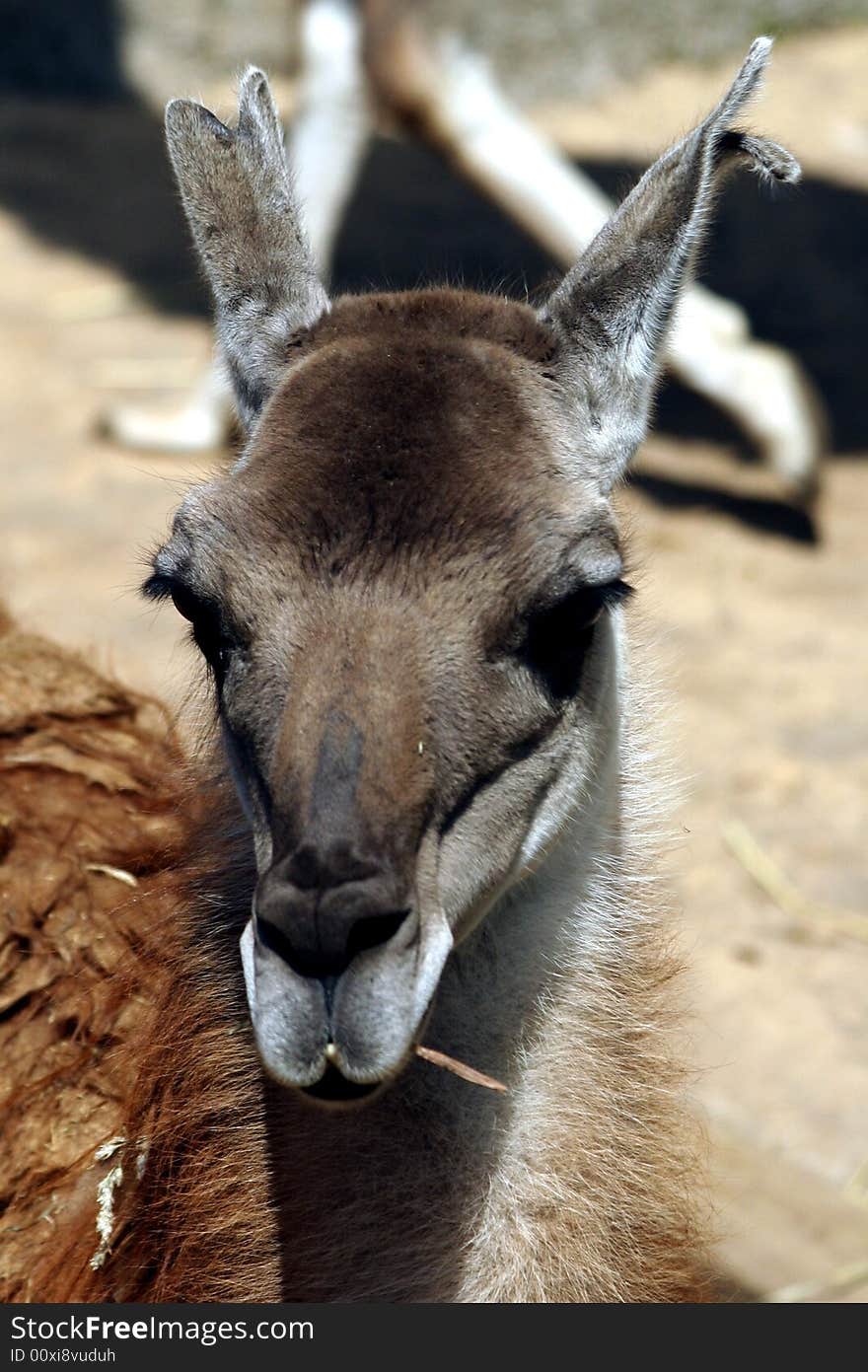 A brown llama appearing to stare at the camera