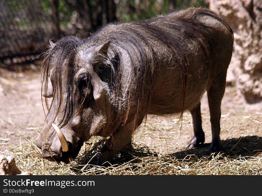 Wart Hog