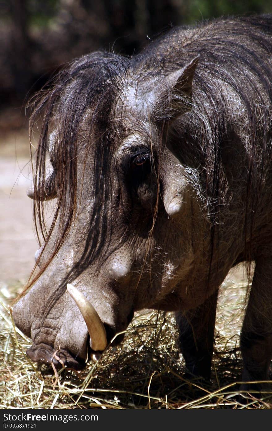 Head of a wart hog showing the snout and long hair