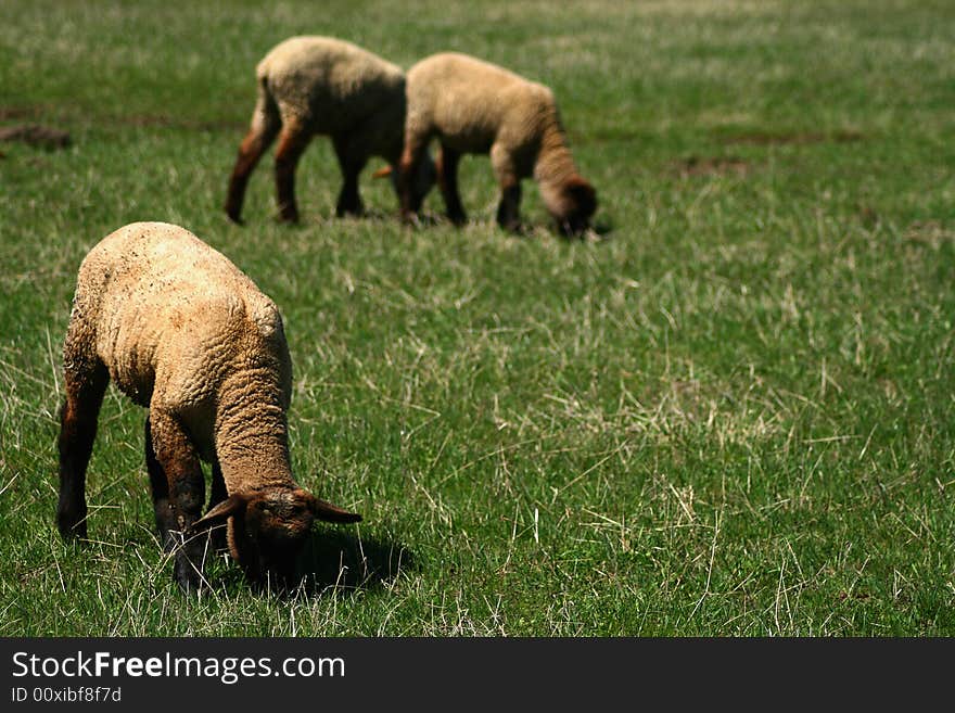 Spring Lambs On Pasture