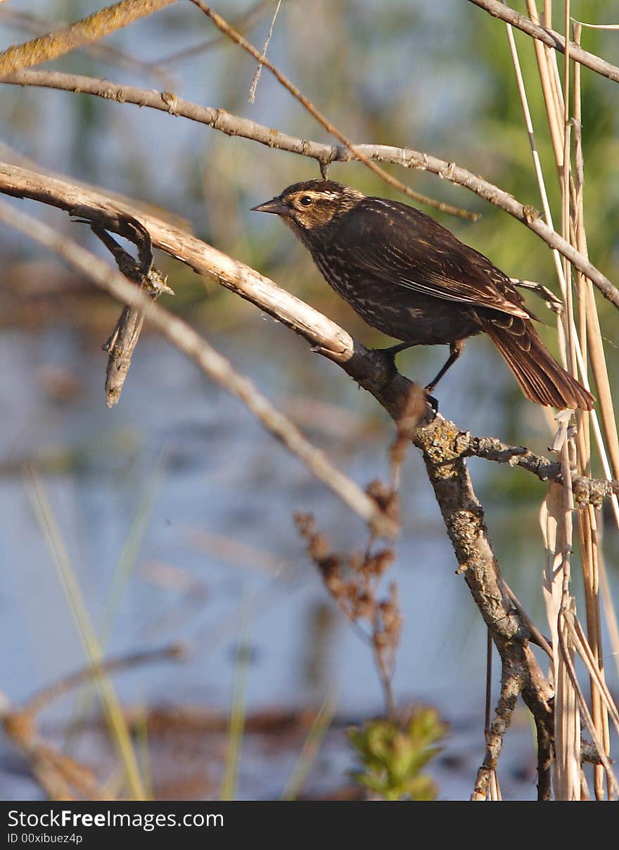 Sparrow on a branch.