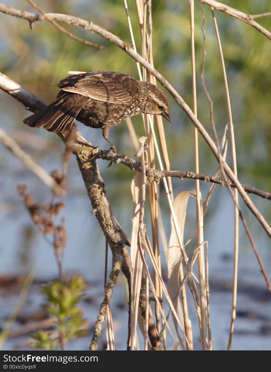 A sparrow is perched on a small branch. A sparrow is perched on a small branch.