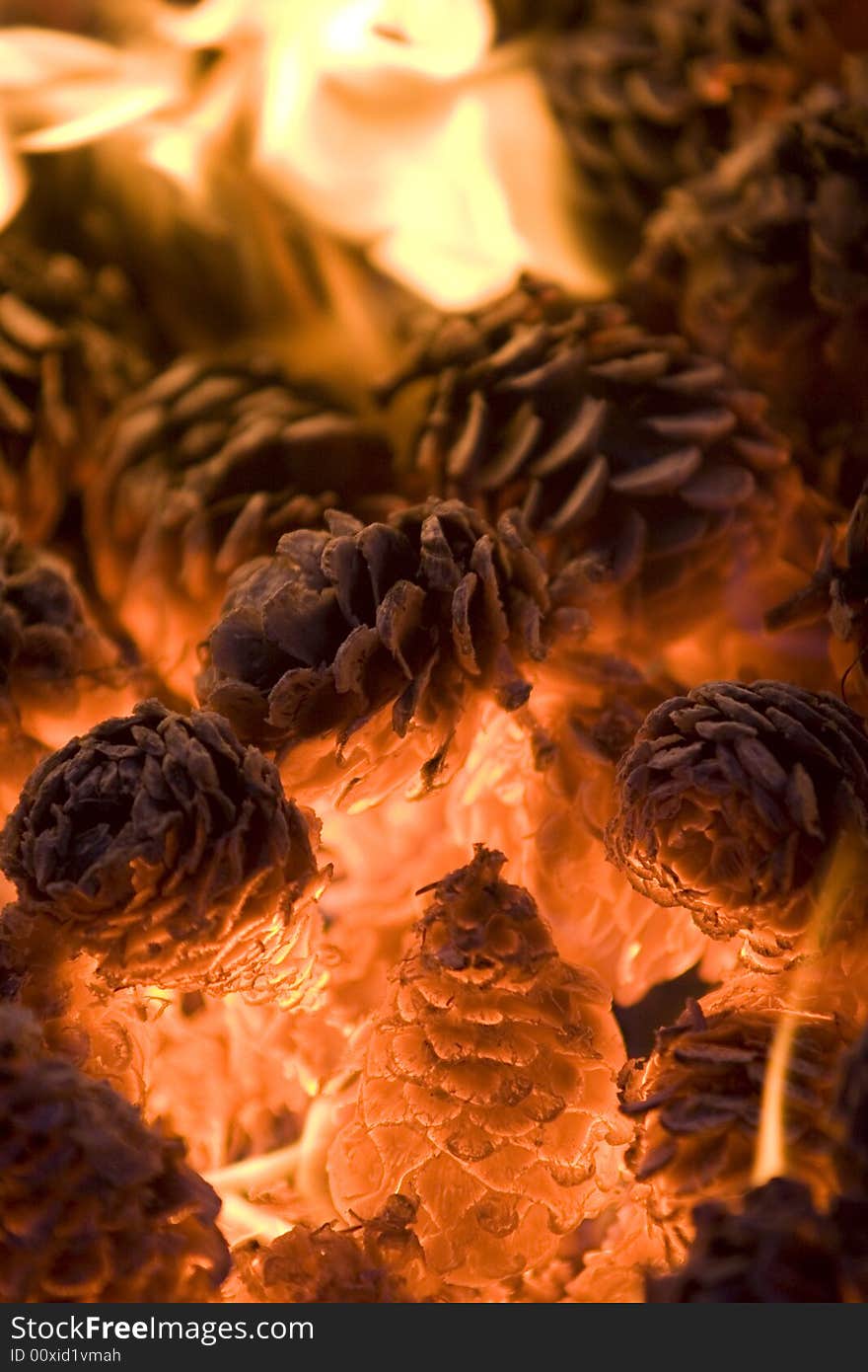 Pinecones in a fire.