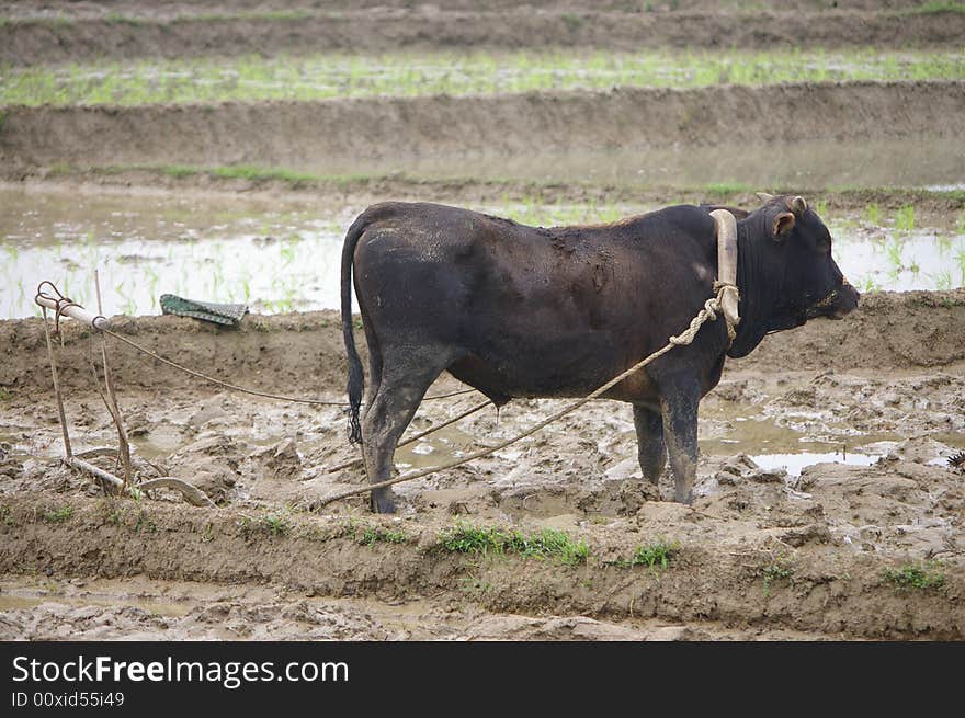 Farm cattle