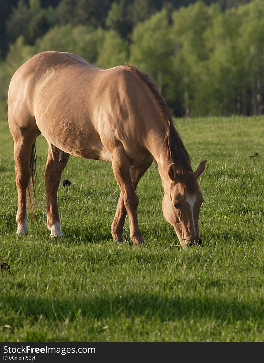 A Horse Grazes In A Field.