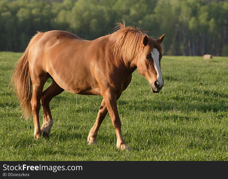 A horse walks in a field. A horse walks in a field.