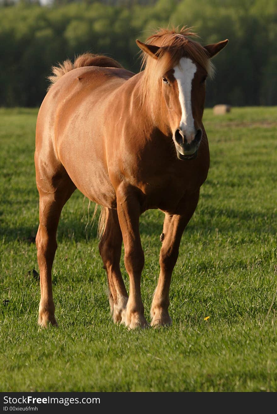 A portrait of a horse in a field. A portrait of a horse in a field.