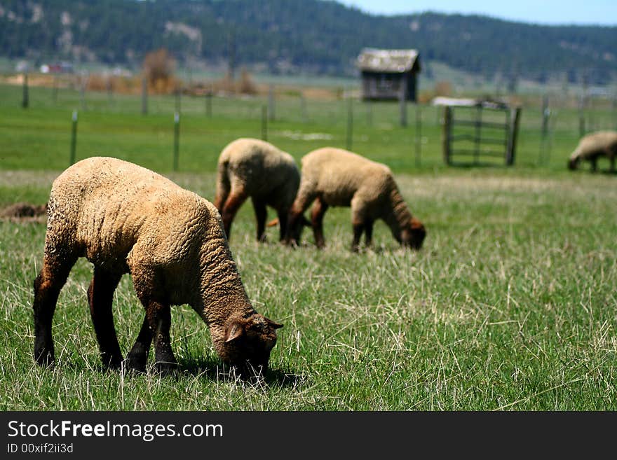 Spring Lambs On Pasture 2