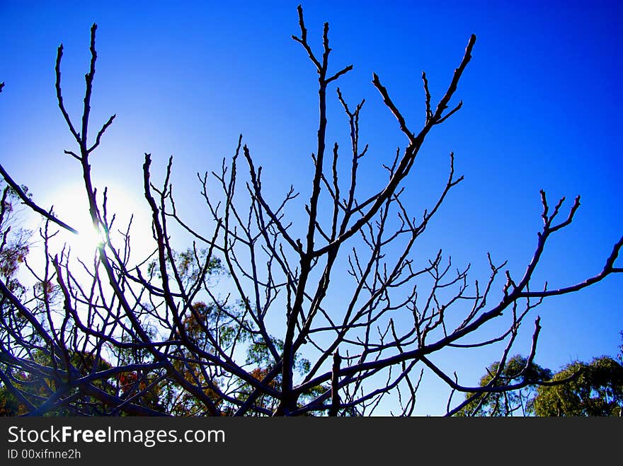 Photograph featuring a tree without its leaves on a crisp Autumn morning in the Clare Valley Wine region of South Australia. Photograph featuring a tree without its leaves on a crisp Autumn morning in the Clare Valley Wine region of South Australia.