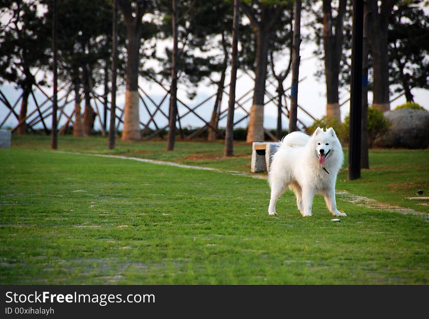 Samoyede is Sled dog Working dogs