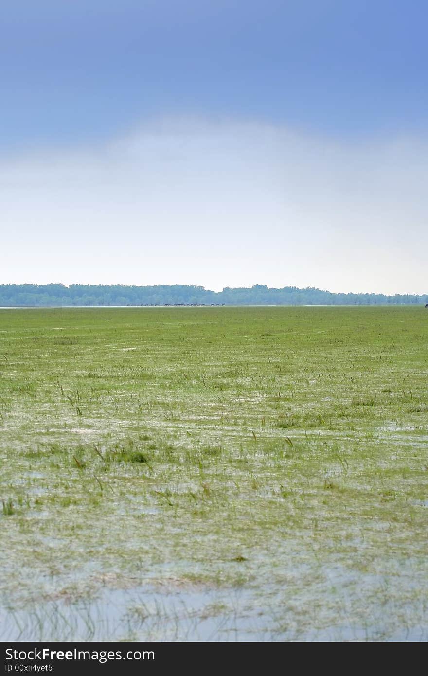 Swamp With Stormy Clouds