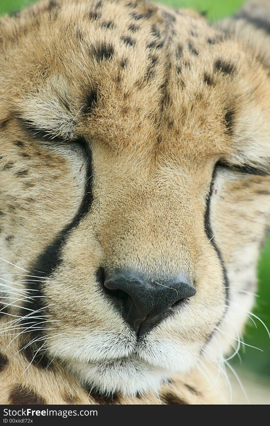 Portrait Of Leopard