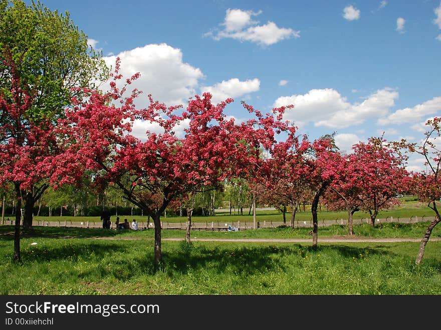 Trees with flower and blue sky in the garden. Trees with flower and blue sky in the garden