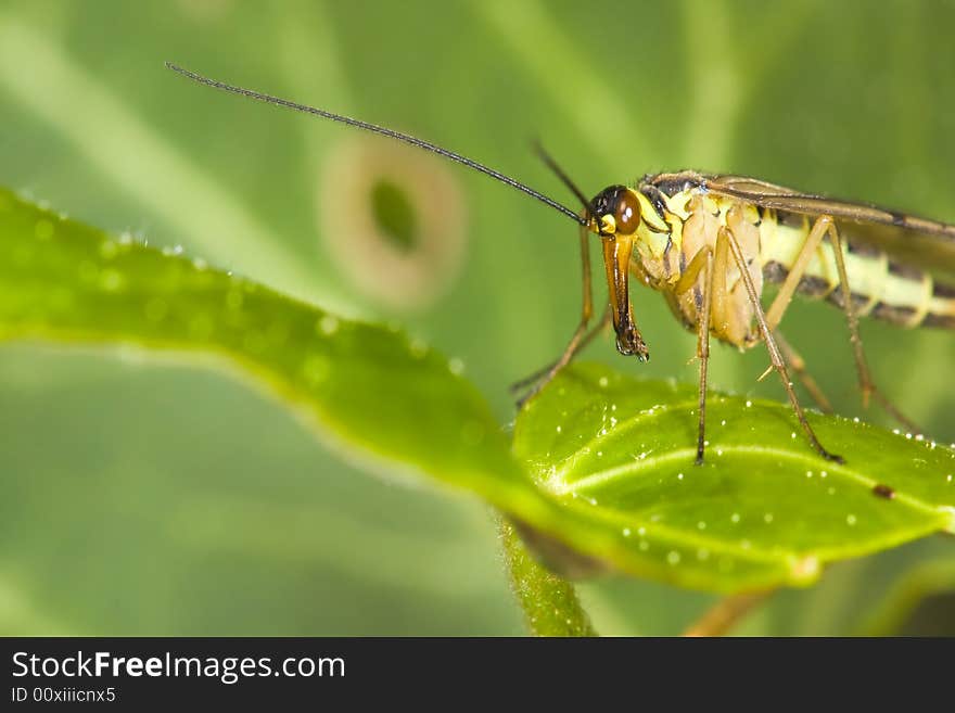 Scorpion fly