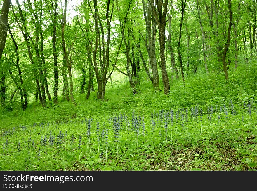 Green forest