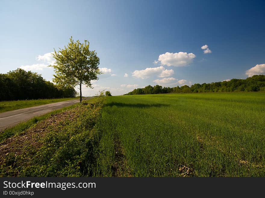 Tree, road and meadow on sunny day