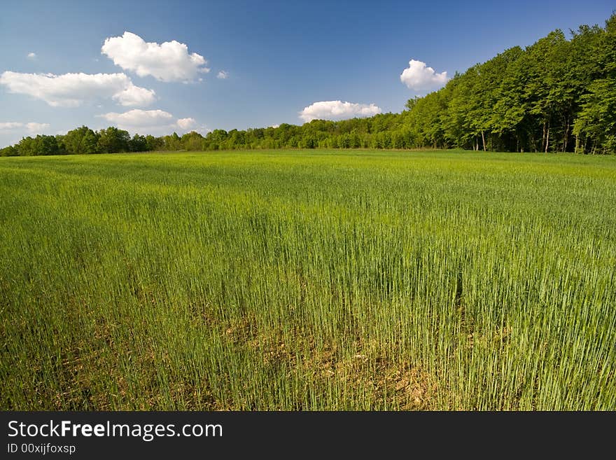 Young green grass with forest and blue sky in the background