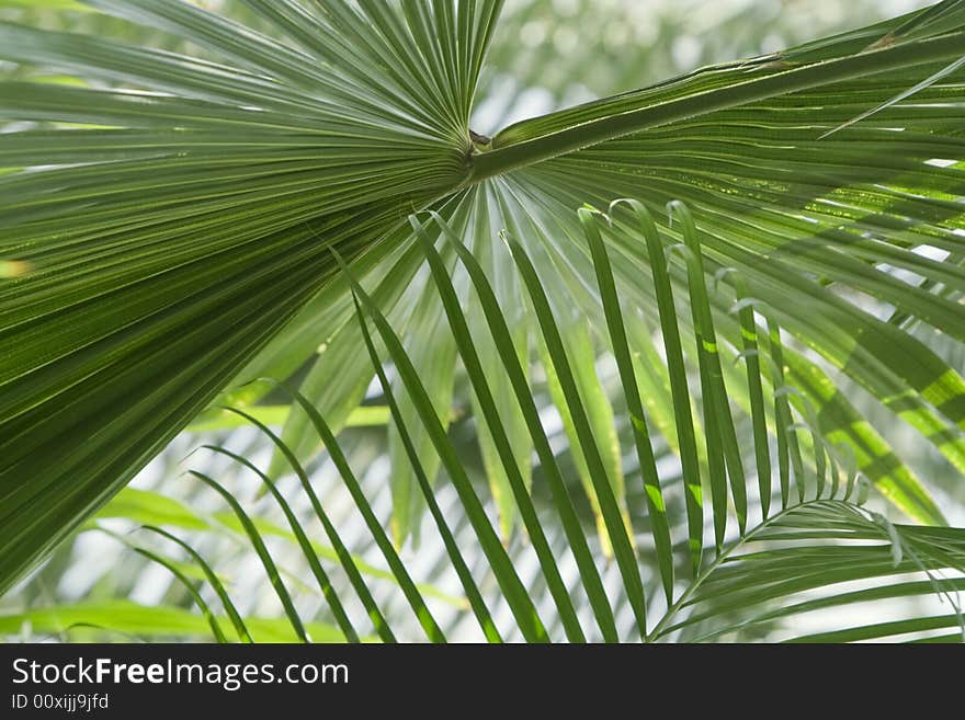 Interesting perspective under a palm tree in a jungle forest. Interesting perspective under a palm tree in a jungle forest.