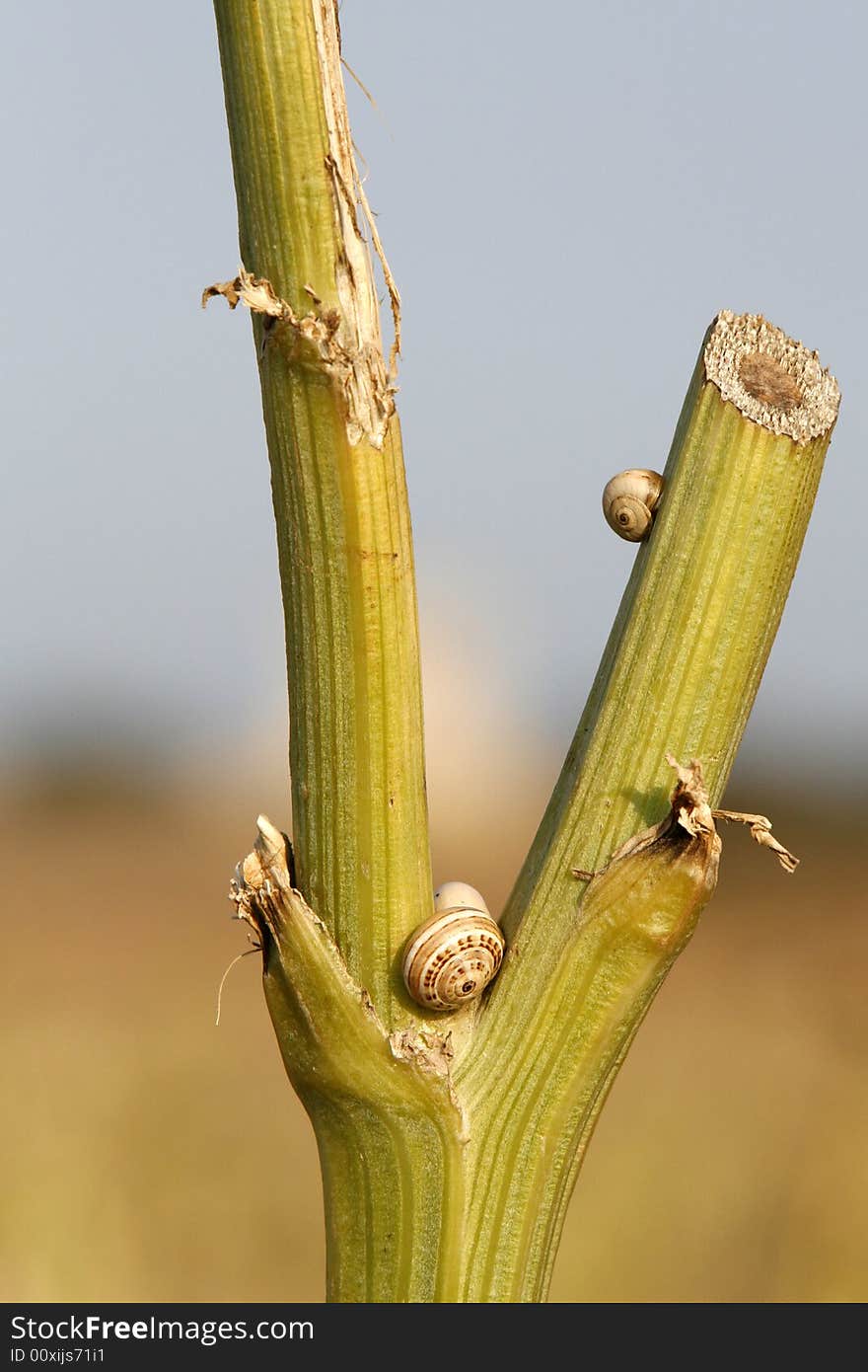 Two snails seat in a green branch