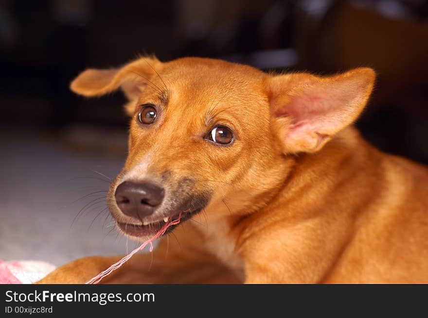 Brown Puppy Chewing Cloth